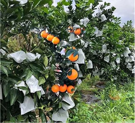 17gsm 30gsm Apple Protection Bags , Weatherproof Protective Bags For Fruit Trees